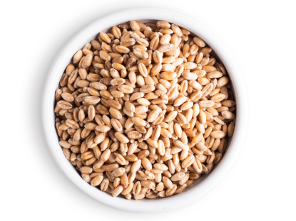 Bild von Schapfen Weizenkerne
