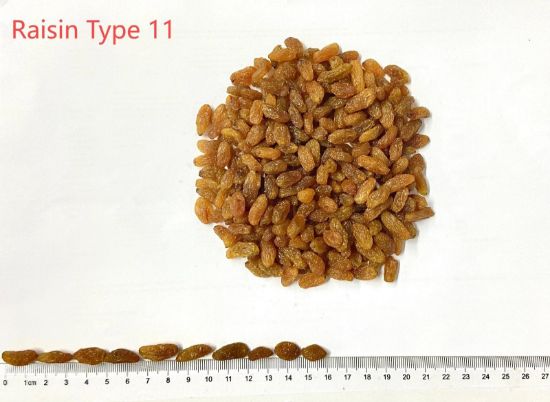Bild von Sultanas China T11